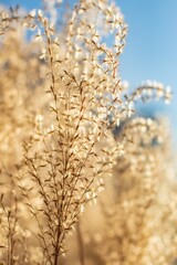 Obraz premium Dry autumn Japanese Pampas Grass on the sunset 