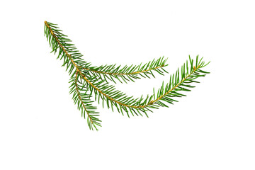 Green spruce twig on a white background, isolated
