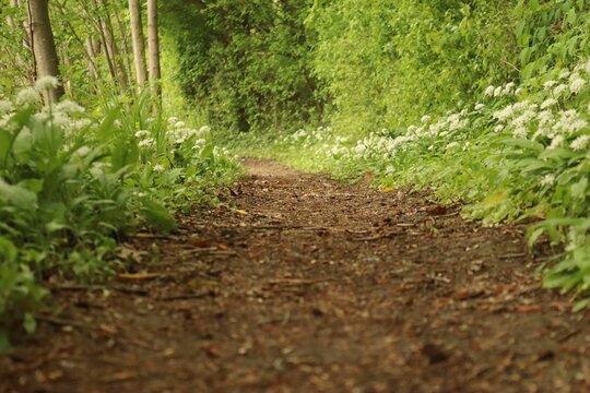 Dirt trail with flowers and green foliage on the sides.