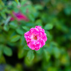 Obraz premium Fleurs d'été