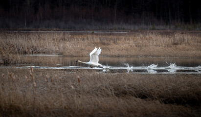Leaving for the winter