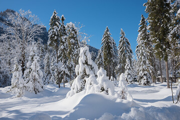 winter forest with snow covered trees and blue sky