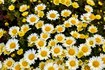 Fototapeta premium Multicolored Chrysanthemums background.Colourful Pots of Chrysanthemums .