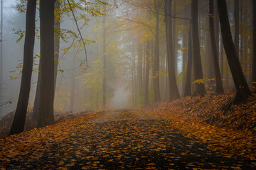 Autumn color forest path in Luzicke mountains in fall cloudy rainy morning