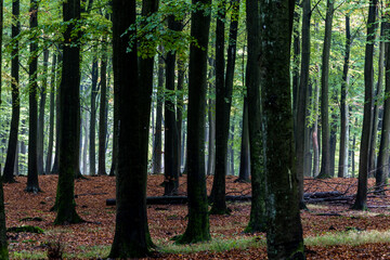Copenhagen, Denmark A pine forest outside of Copenhagen.