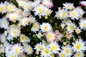Multicolored Chrysanthemums background.Colourful Pots of Chrysanthemums .