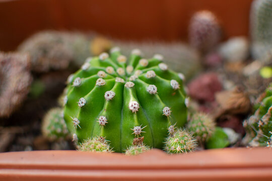cactus verde en un jardin o maseta seco estilo desierto 