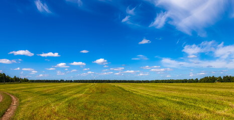 Obraz premium Summer landscape with a field, a strip of forest and a blue sky with white clouds
