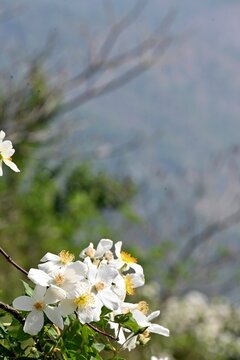 Vertical shot of blooming wild white roses on a bush