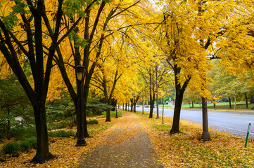 Fresh Foilage in Philadelphia taken on 10-24-2022