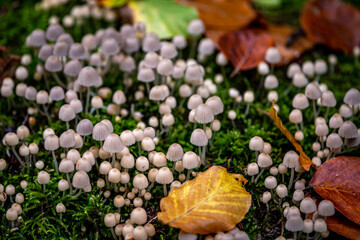 Coprinellus disseminatus. Fairy inkcap. Trooping crumble cap. Group of mushrooms with leaves in...
