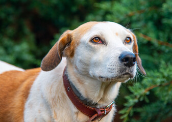 Old sad Istrian Shorthaired Hound dog standing in wood