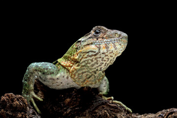 spiny tailed iguana isolated on black background, animals close-up