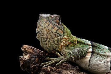 spiny tailed iguana isolated on black background, animals close-up
