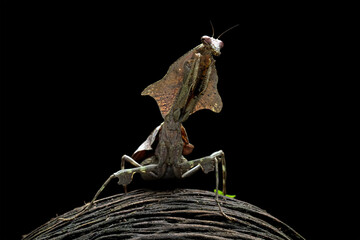 Female dead leaf mantis ready to lay eggs, Deroplatys lobata