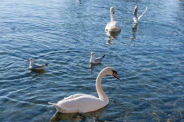 The swans and the seagulls share the water at Ohrid lake