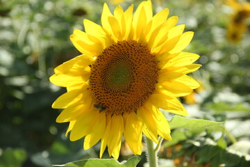 A bee enjoying a sunflower