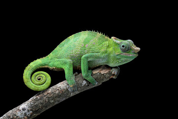 fischer chameleon walking on branch, female fischer chameleon isolated on black background, animals...