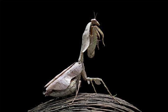 Female dead leaf mantis ready to lay eggs, Deroplatys lobata