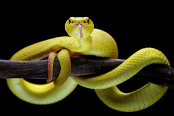 Yellow White-lipped Pit Viper on branch (Trimeresurus insularis), yellow viper snake low angle on black background