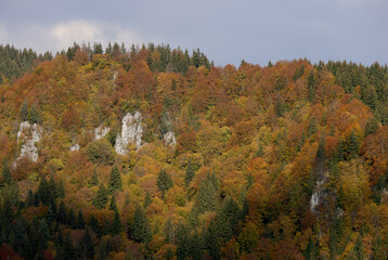 Amazing autumn landscape view of a forest in fall color. Beautiful fall seasons changes over the year.