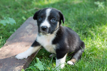 black and white dog