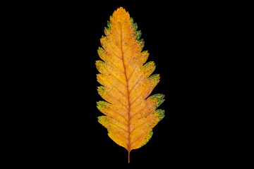 composition with autumn leaves on black background