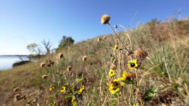 a small bumble bee clings to a small sunflower on an early autumn morning in the country near a lake