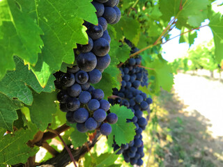 Close up photo red grapes