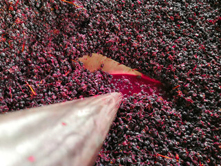 Punch down technique used on red grapes