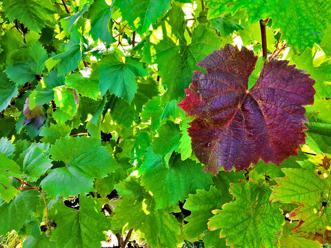 One red leaf in bounch of green leafs