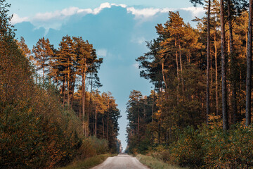 Droga w jesiennym lesie 