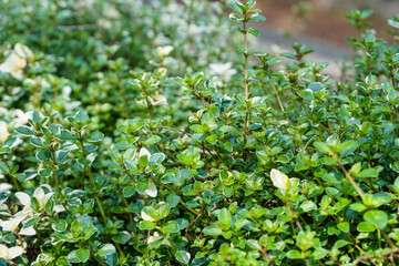 Thyme plant growing in garden
