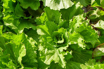 Fresh lettuce growing in vegetable garden