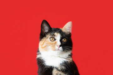 Cute kitten on a red background. Holidays and events. Pets