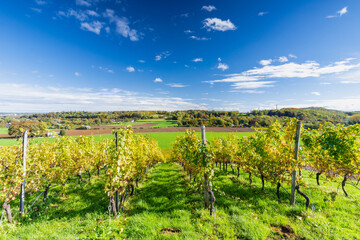 Fototapeta na wymiar Autumn view of the Jeker valley in Maastricht with an beautiful cloudscape with fluffy clouds of a rolling hill landscape with vineyards of the Apostelhoeve in the South of the Netherlands 