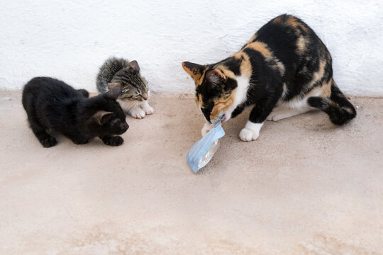 Stray Cats Fight Over A Packet Of Food