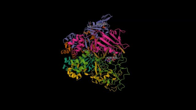 Cryo-EM structure of PCV2 replicase bound to ssDNA. Animated 3D cartoon and Gaussian surface models, PDB 7las, chain id color scheme, black background