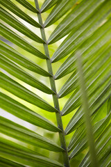 palm leaf