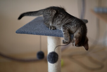 A cute little grey kitten playing with a scratching post with a ball attached to a piece of string