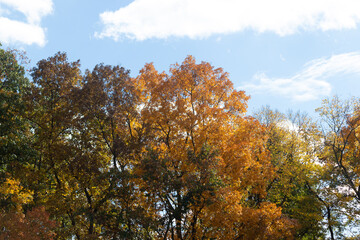 I loved the look of these trees as the Fall season is making the leaves change colors. This almost looks like the leaves are on fire, but is in fact the flora going into the Autumn hibernation.