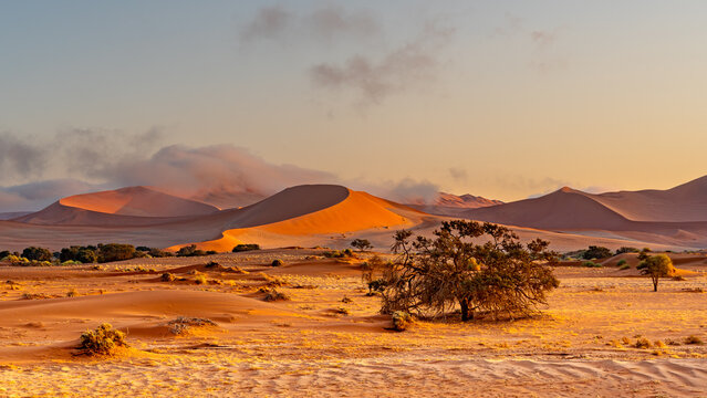 Red sand dunes and camelthorn tree with with morning fog and clouds in Sossusvlei, Namib-Naukluft National Park, Namibia, Africa