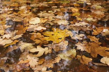 Yellow maple's and oak leaves in the clean water in the forest. 