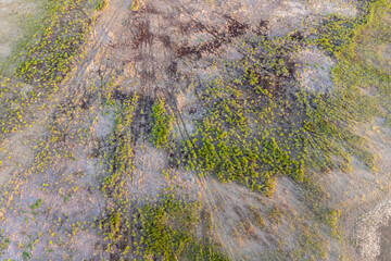 Top aerial panoramic view of green steppe or meadow in summer, landscape with trees and bushes, drought.