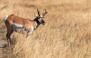 Pronghorn Antelope Buck in Wyoming in Autumn