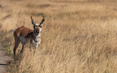 Pronghorn Antelope Buck in Wyoming in Autumn