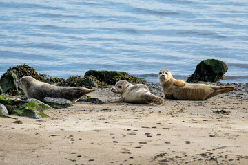 harbor seals in the Ems estuary
