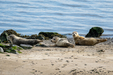 Fototapeta premium harbor seals in the Ems estuary