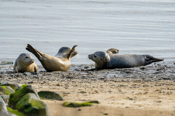 harbor seals in the Ems estuary