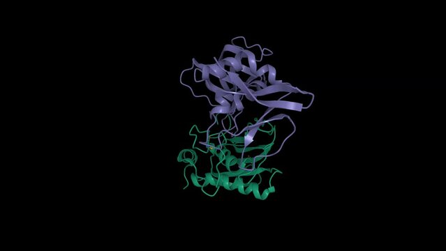Matrix metalloproteinase-3 (green) and tissue inhibitor of metalloproteinases - 1 (violet) complex. Animated 3D cartoon and Gaussian surface models, PDB 1uea, black background